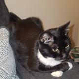 Picture of cat lost at Baltimore