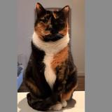 Picture of cat lost at Double Bay