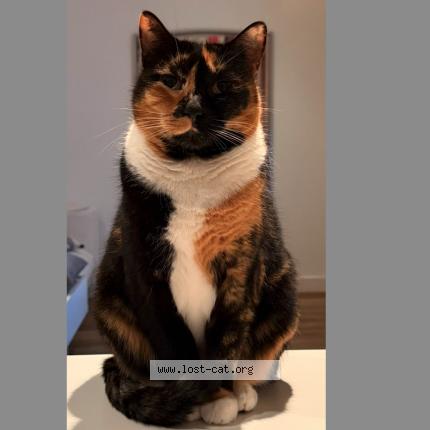 Photo 1/1 Nina Chat lost in Double bay