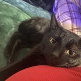 Picture of cat lost at Suisun