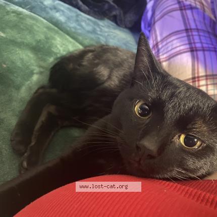 Photo 1/1 Bagera Cat lost in Suisun