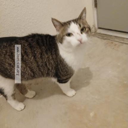 Photo 1/1 Found cat Found in Colfax