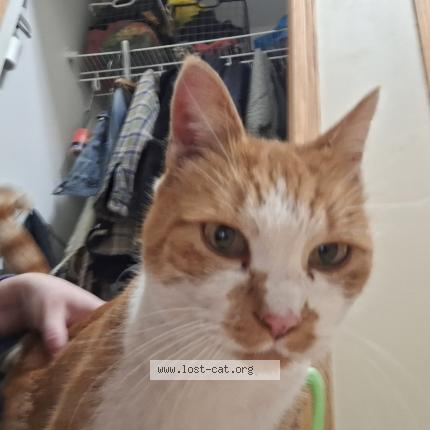 Photo 1/1 Found cat Found in Shakopee