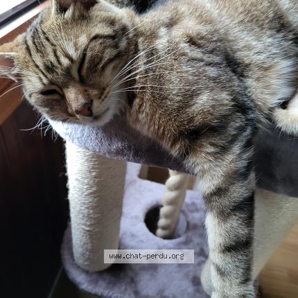 Photo 1/3 Marley Chat lost in Fontenay st pere