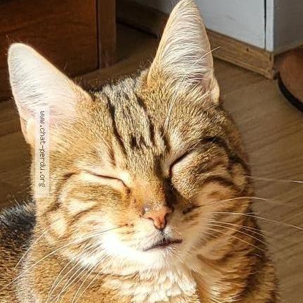 Photo 2/3 Marley Chat lost in Fontenay st pere