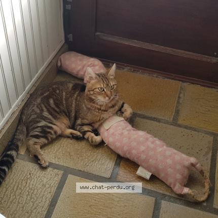 Photo 3/3 Marley Chat lost in Fontenay st pere