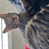 Picture of cat lost at Sioux City