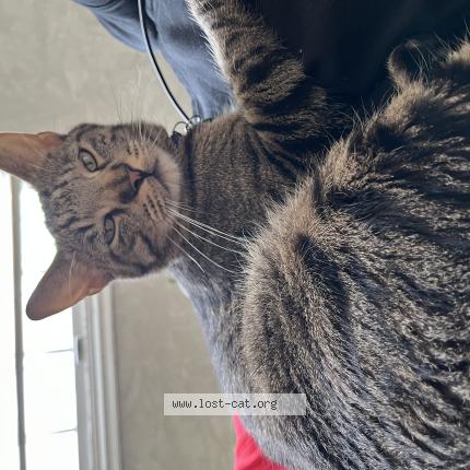 Photo 1/1 Merlin Chat lost in Sioux city