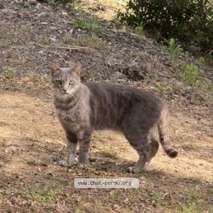 Photo 2/3 Boogie Chat lost in Saint drezery