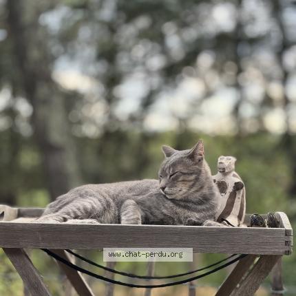 Photo 3/3 Boogie Chat lost in Saint drezery