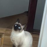 Picture of cat lost at Montauban