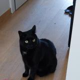 Picture of cat lost at Laeken