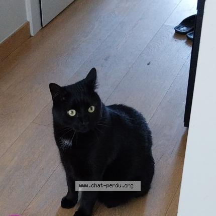 Photo 1/1 Coco Chat lost in Laeken