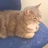 Picture of cat found at Aix Les Milles