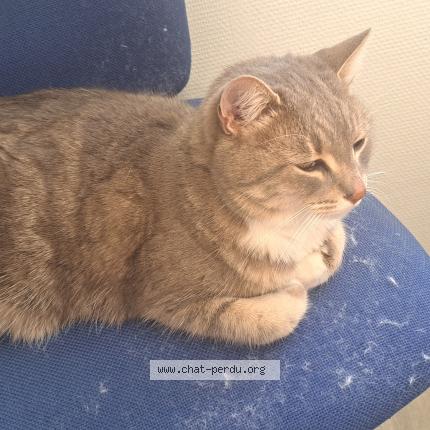 Photo 1/1 Found cat Found in Aix les milles