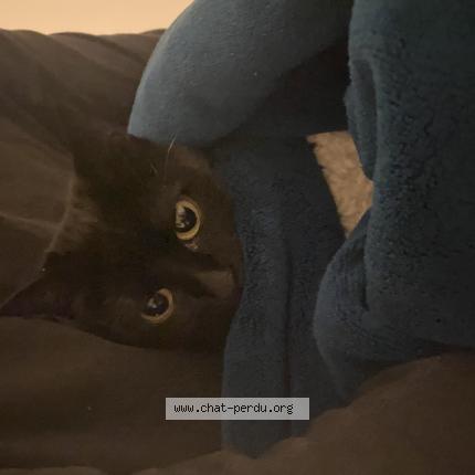 Photo 1/1 Jiji Chat lost in Paris