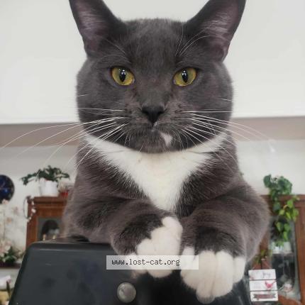 Photo 1/1 Kai Chat lost in Edmonton