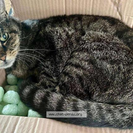 Photo 1/1 Grisouille Chat lost in Coudekerque branche