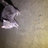 Picture of cat found at Charleville Mezieres