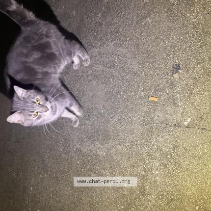 Photo 1/1 Found cat Found in Charleville mezieres