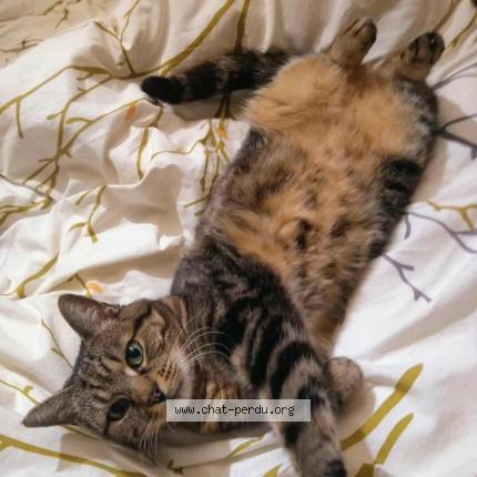 Photo 1/1 Bambino Chat lost in Palaiseau