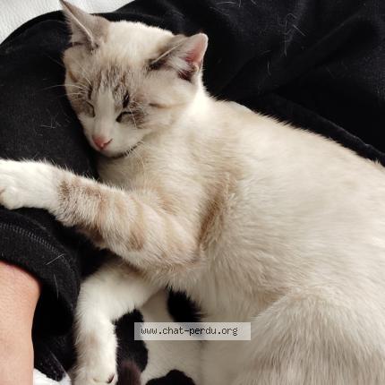 Photo 1/1 Mimi Chat lost in Pouilly sous charlieu