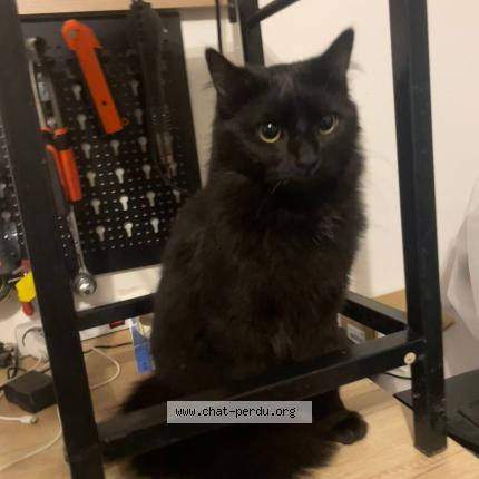 Photo 1/1 Mao Chat lost in Saintines