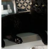 Picture of cat lost at Puygouzon