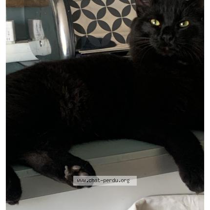 Photo 1/1 Salem Chat lost in Puygouzon