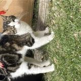 Picture of cat found at Colomiers