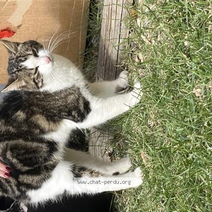 Photo 1/4 Found cat Found in Colomiers