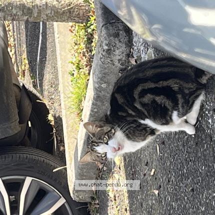 Photo 2/4 Found cat Found in Colomiers