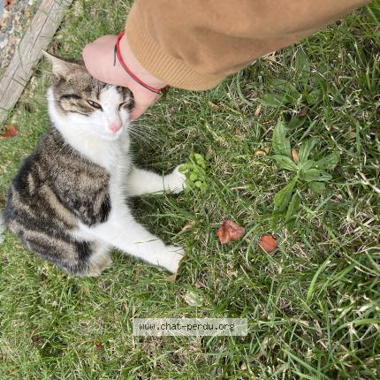 Photo 3/4 Found cat Found in Colomiers