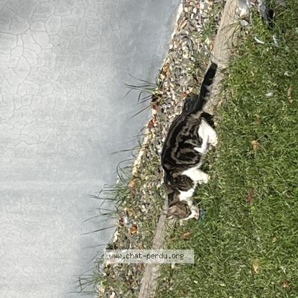 Photo 4/4 Found cat Found in Colomiers