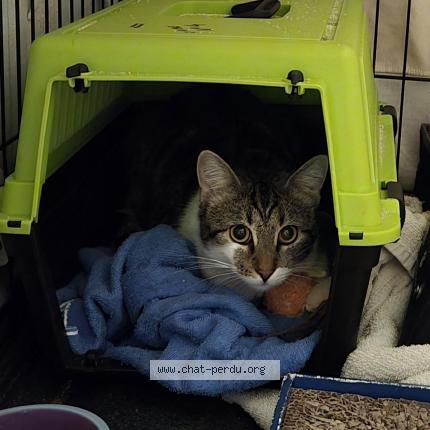 Photo 1/3 Furie Chat lost in Tremblay en france