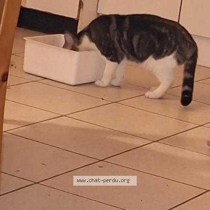 Photo 2/3 Furie Chat lost in Tremblay en france