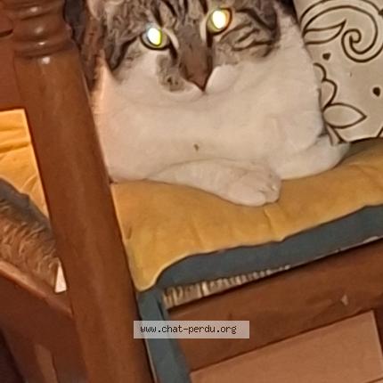 Photo 3/3 Furie Chat lost in Tremblay en france