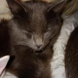 Picture of cat lost at Rouillac