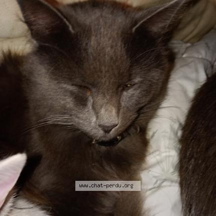 Photo 1/2 Wolf Chat lost in Rouillac