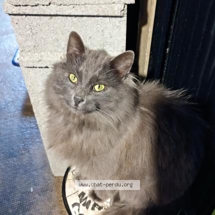 Photo 2/2 Wolf Chat lost in Rouillac