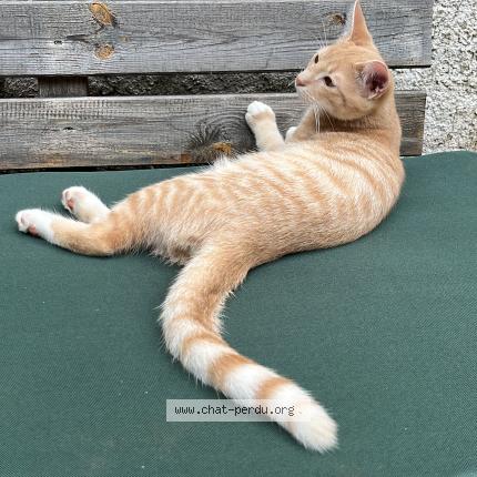 Photo 1/1 yoda Chat lost in La membrolle sur choisille