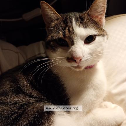 Photo 1/1 Tibou Chat lost in Rouillac