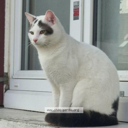 Photo 1/1 Titi Chat lost in Neuville sur oise