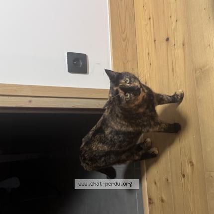 Photo 1/1 Pistache Chat lost in Villaz