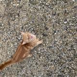 Picture of cat found at Carlepont