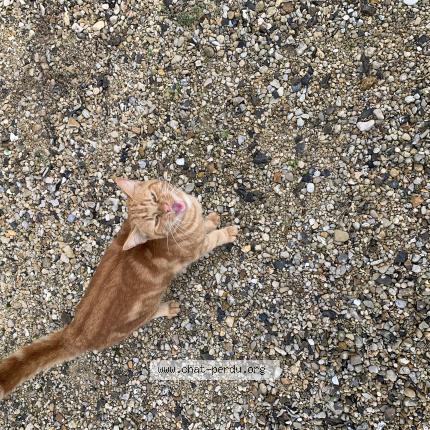 Photo 1/1 Found cat Found in Carlepont