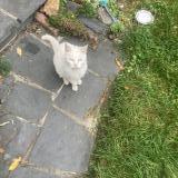 Picture of cat lost at Lambersart