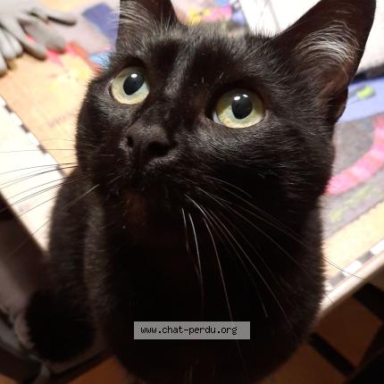 Photo 1/1 Moustache Chat lost in Savonnieres