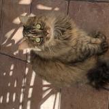 Picture of cat found at Pernes Les Fontaines