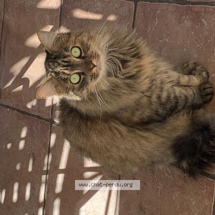 Photo 1/1 Found cat Found in Pernes les fontaines